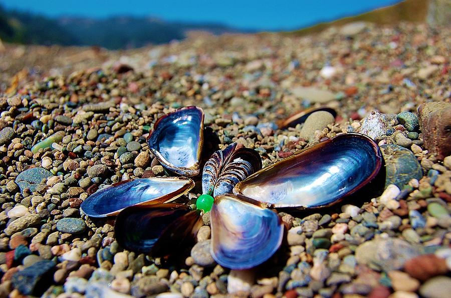 Butterfly Shells Photograph by Jennifer Smith - Fine Art America