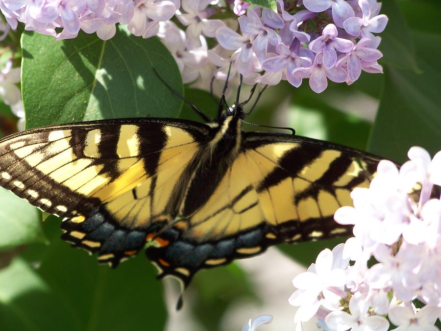 Butterfly Photograph - Butterfly by Sherri Ward