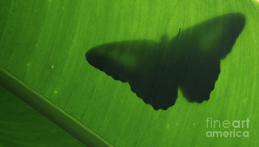 Butterfly Silhouette on Leaf Photograph by Rick Bures