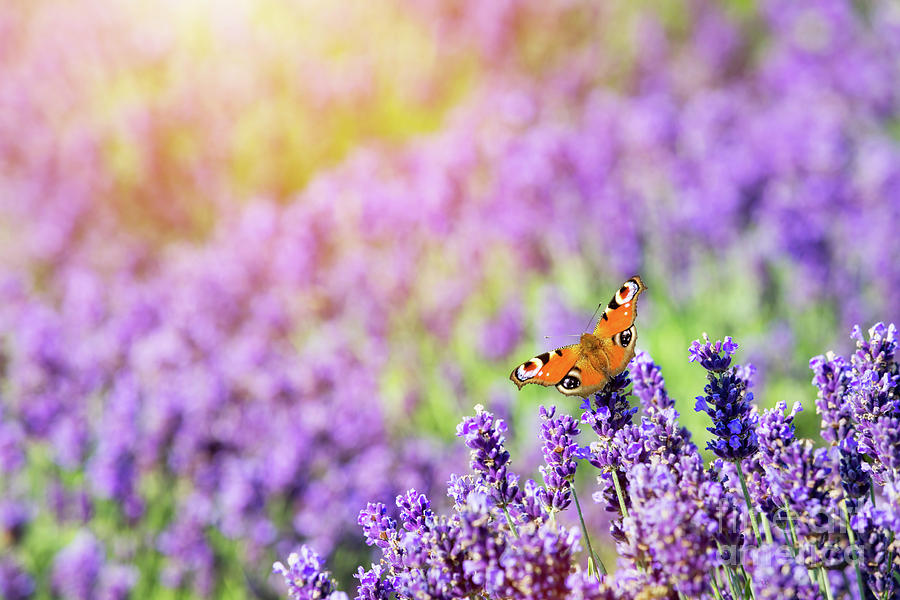 Butterfly sitting on lavender flower. Photograph by Michal Bednarek