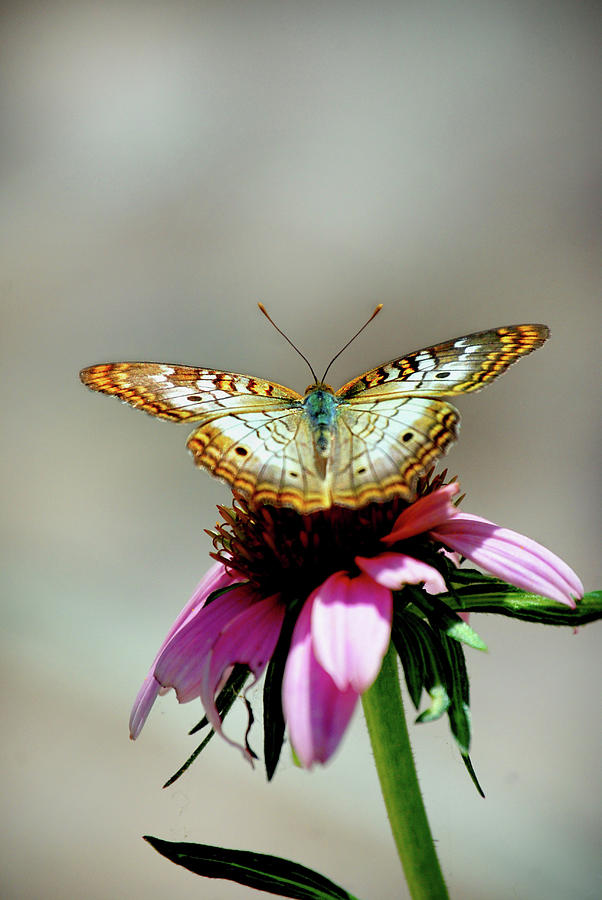 Butterfly Photograph by Skip Willits