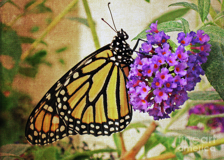 Butterfly So Content Photograph by Lydia Holly