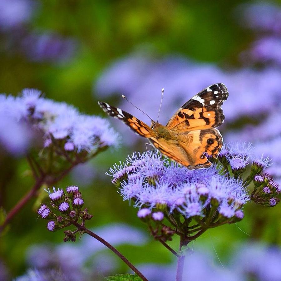 Butterfly Photograph by Jeannee Gannuch