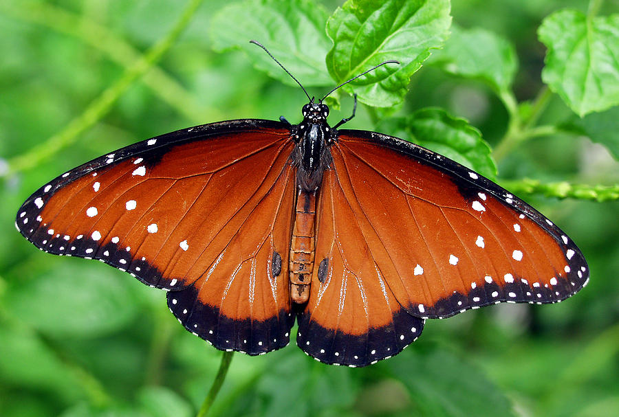 Butterfly Spread Photograph by Bruce Roker | Fine Art America