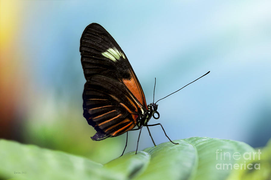 Butterfly Stance Photograph