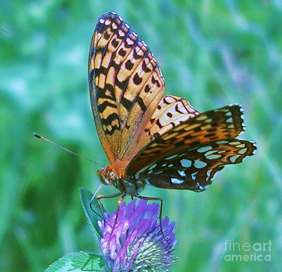 Butterfly Photograph - Butterfly Stare by Emily Michaud