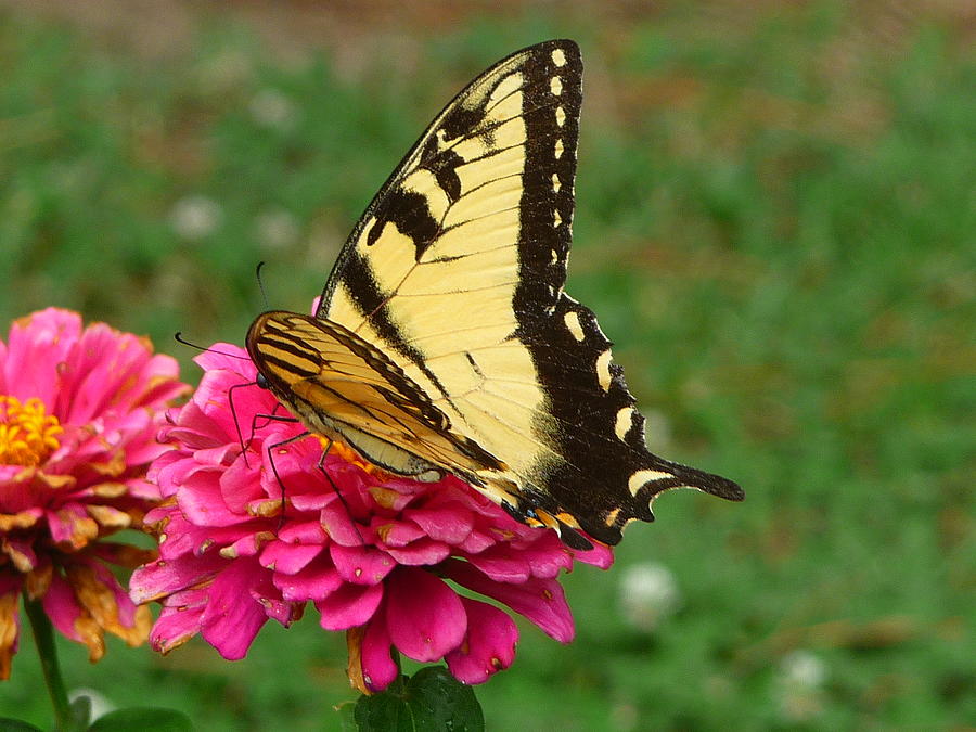 Butterfly Photograph By Stephanie Parks - Fine Art America