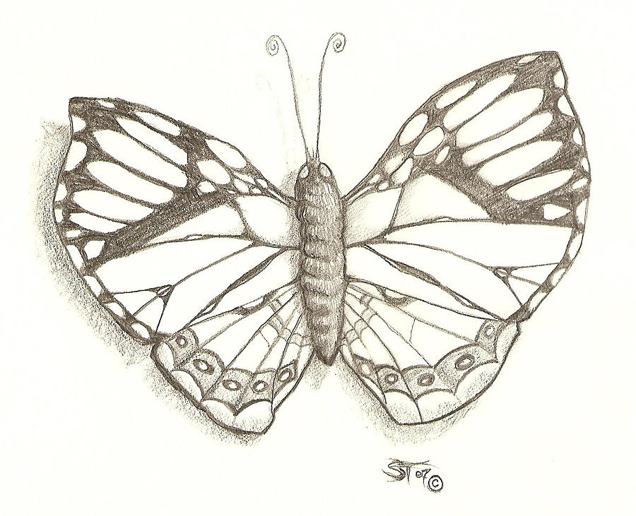 Butterfly Drawing - Butterfly by Stephen Taylor