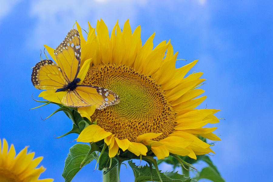 Butterfly Sunflower Photograph by Becca Buecher