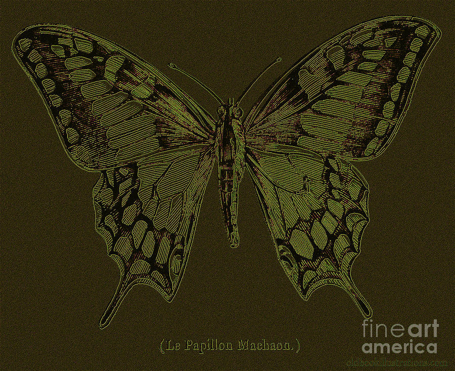 Butterfly Swallow tail Digital Art by Vintage Collectables