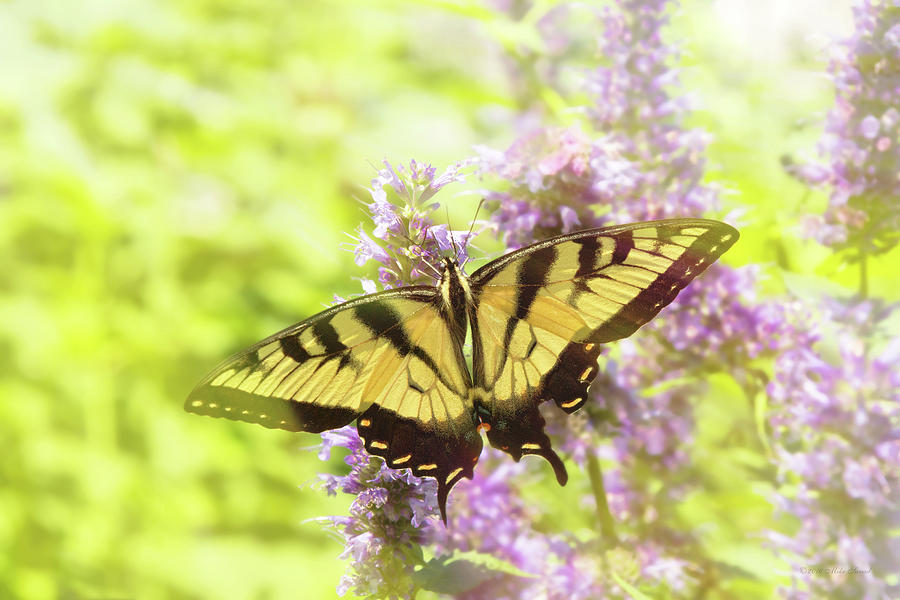 Butterfly - Swallowtail - Hard to swallow Photograph by Mike Savad