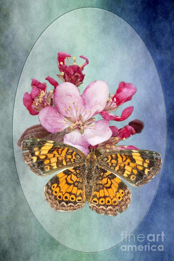 Insects Photograph - Butterfly Sweetness by Bonnie Barry