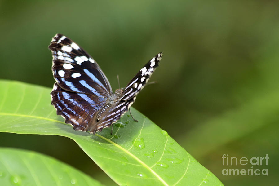 Butterfly Photograph by Teresa Zieba
