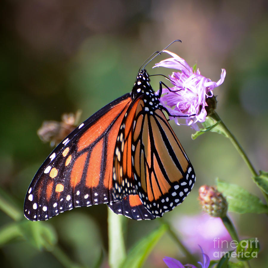 Butterfly - The Monarch  Photograph by Kerri Farley