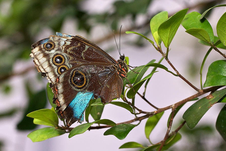 Butterfly Photograph - Butterfly by Theo Tan