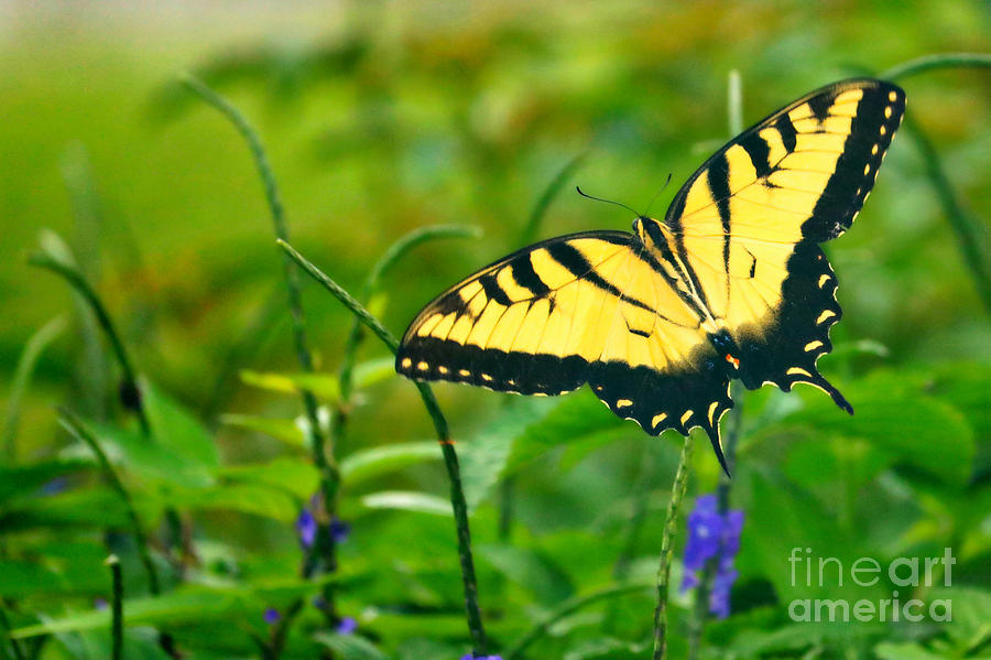 Butterfly through the Garden Photograph by Carol Groenen