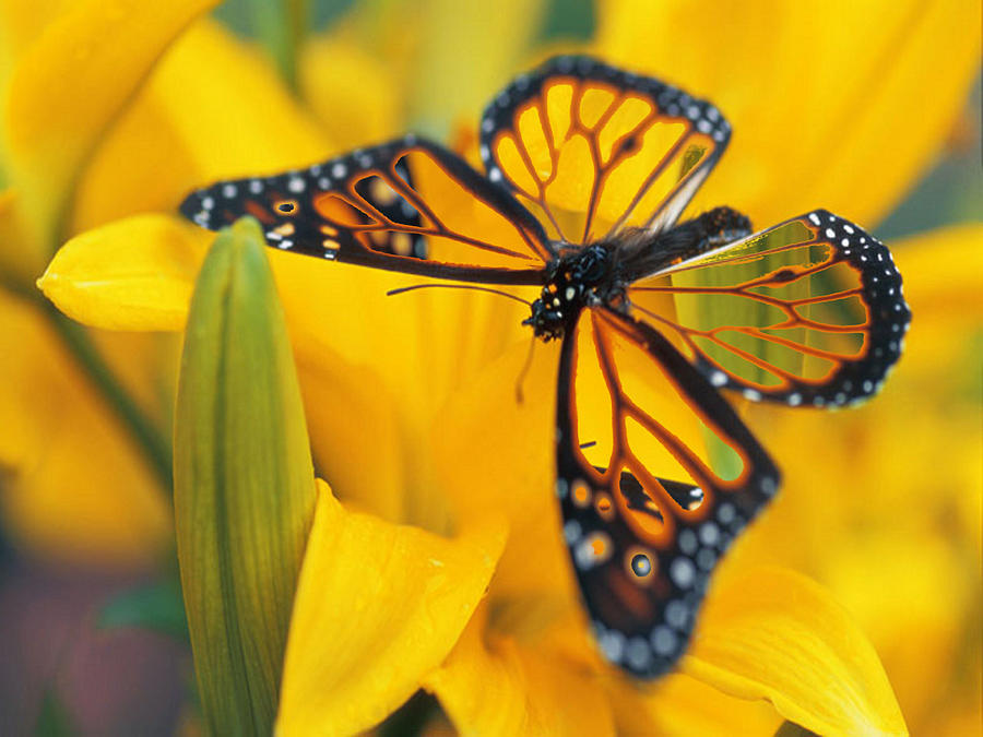 Butterfly Digital Art - Butterfly by Tim Allen