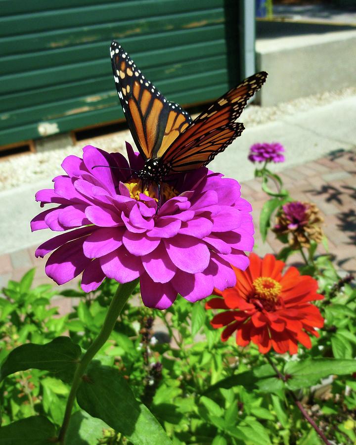 Butterfly Treats Photograph by Florene Welebny