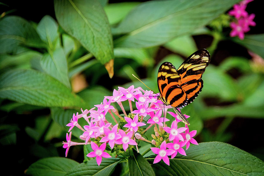 Butterfly V Photograph by Sharin Gabl - Fine Art America