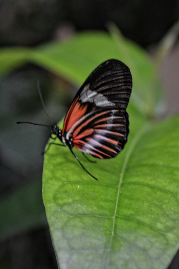 Butterfly VI Photograph by FineArtRoyal Joshua Mimbs