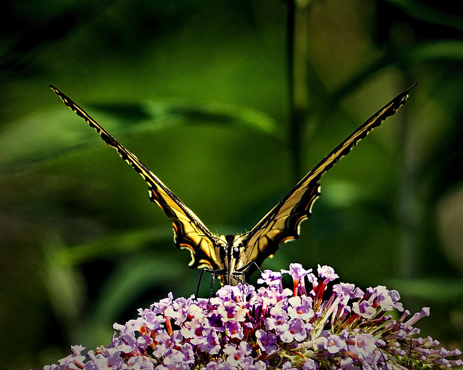 Butterfly Victory Photograph by Bill Swartwout