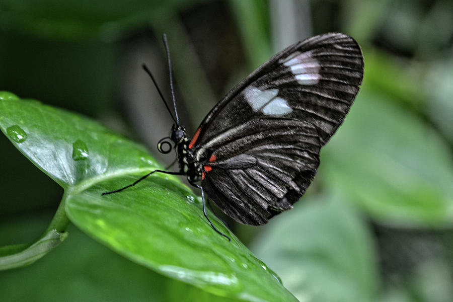 Butterfly VII Photograph by FineArtRoyal Joshua Mimbs