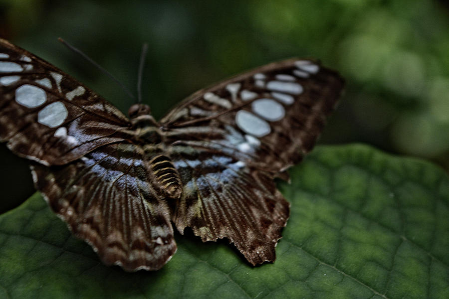 Butterfly VIII Photograph by FineArtRoyal Joshua Mimbs