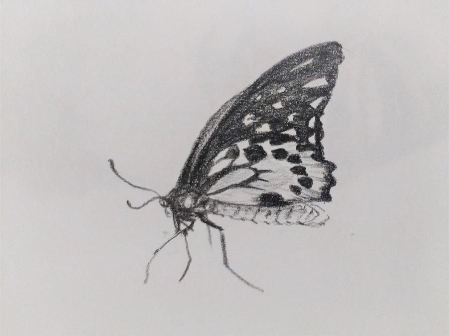 Butterfly Drawing by Violet Jaffe