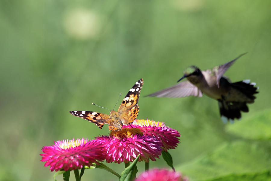 Butterfly vs Hummingbird 1 Photograph by Brian Hale