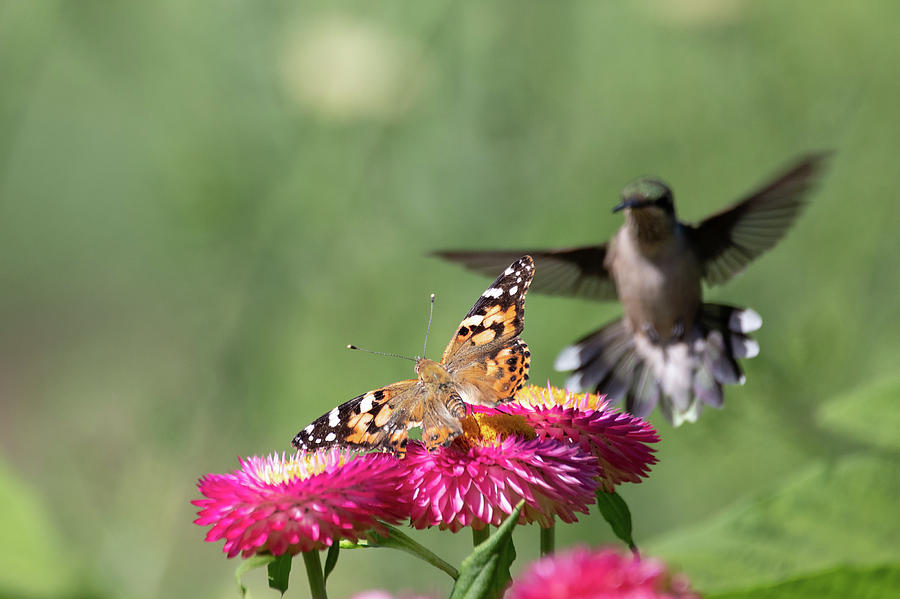 Butterfly vs Hummingbird 2 Photograph by Brian Hale