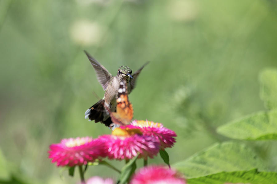 Butterfly vs Hummingbird 3 Photograph by Brian Hale