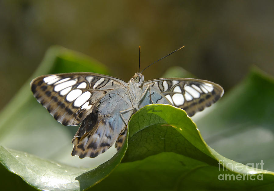 Butterfly Watching Photograph by David Lee Thompson