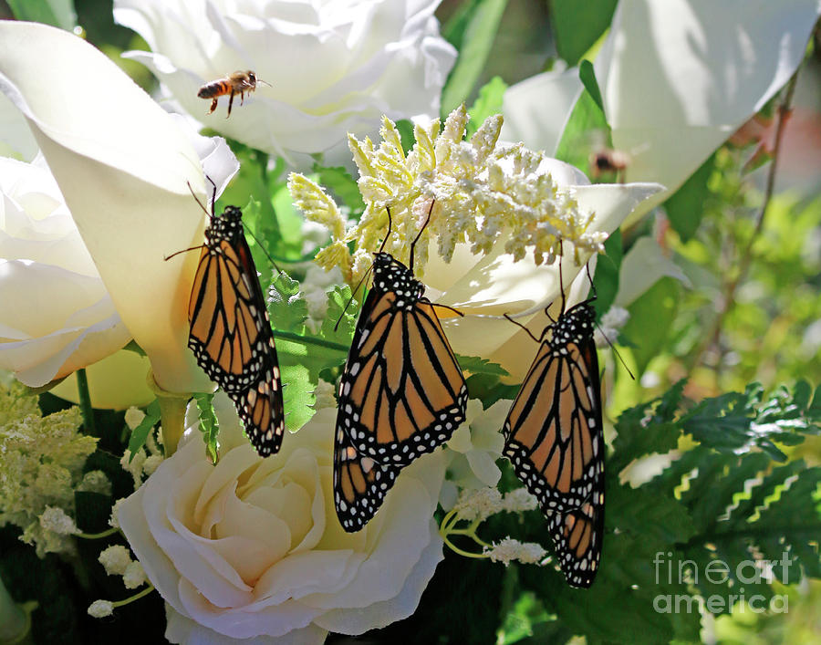 Butterfly Wedding Flowers Photo Photograph by Luana K Perez