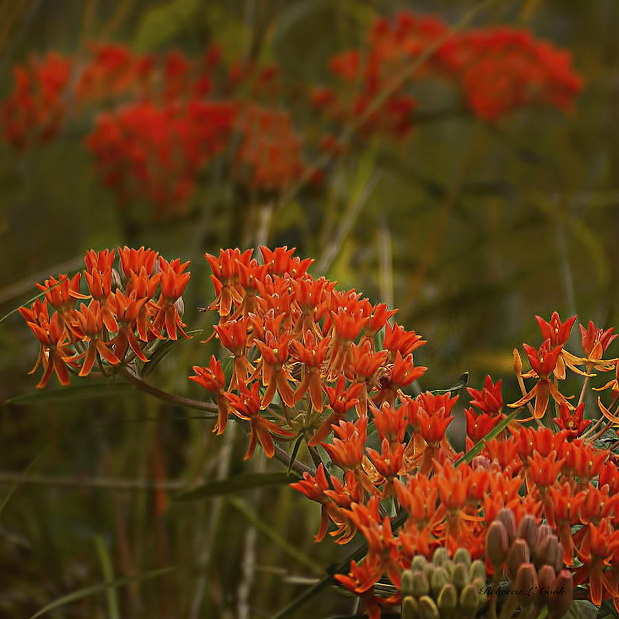 Butterfly Weed Asclepias Tuberosa Photograph by Bellesouth Studio