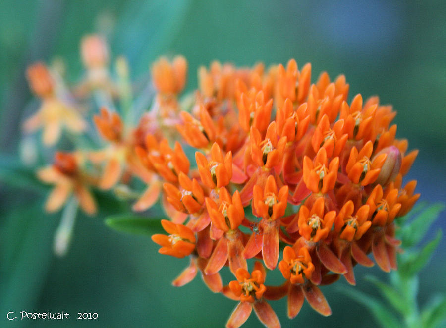 Flower Photograph - Butterfly Weed by Carolyn Postelwait