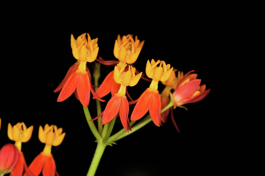 Tropical Milkweed Photograph - Butterfly Weed by Diane Macdonald