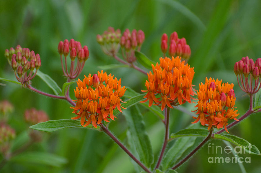 Butterfly Weed Photograph by Donna Brown