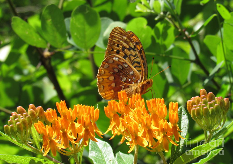 Butterfly Weed Fritillary Photograph by Joshua Bales