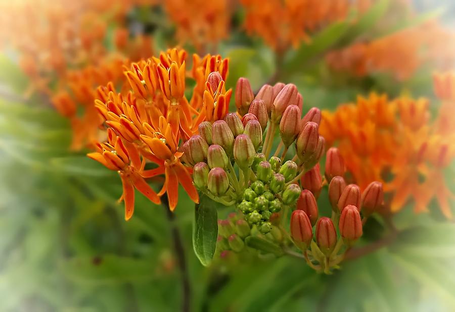 Butterfly Weed Photograph by Joe Duket