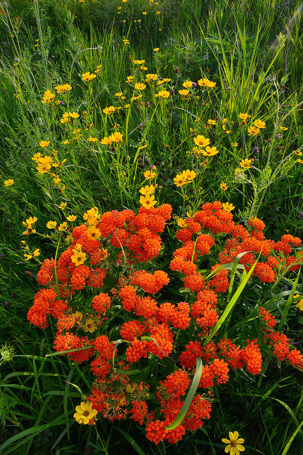 Butterfly Weed - Oxeye Photograph by Ray Mathis