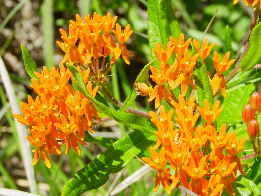 Butterfly Weed Photograph by Peggy King
