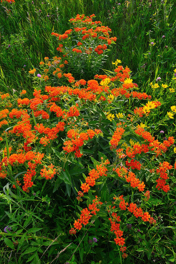 Butterfly Weed Photograph by Ray Mathis