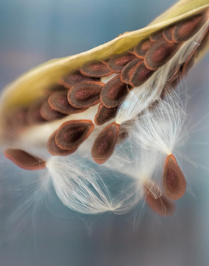 Butterfly Weed Seed Pod Photograph by David and Carol Kelly