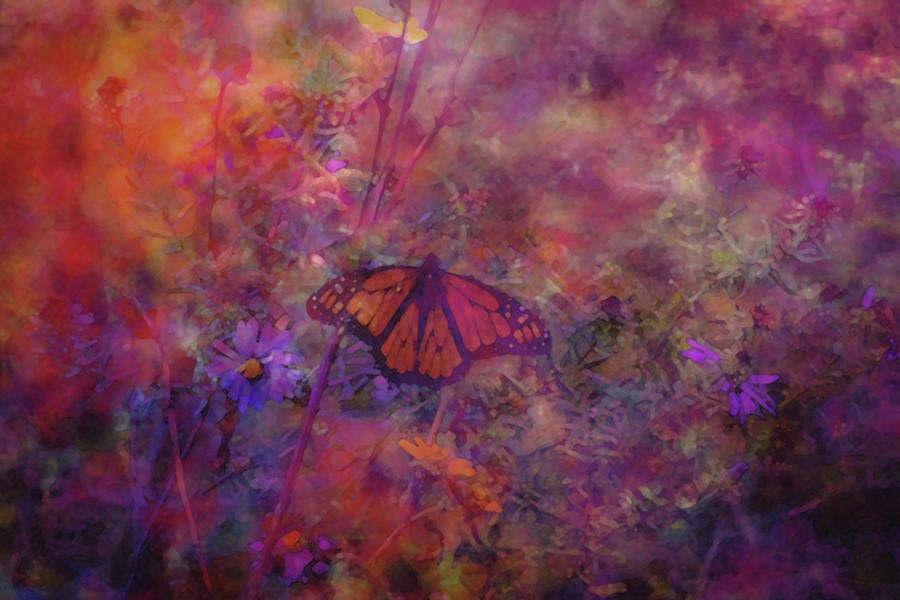 Butterfly Wildflower Sunset 5661 DP_2 Photograph by Steven Ward