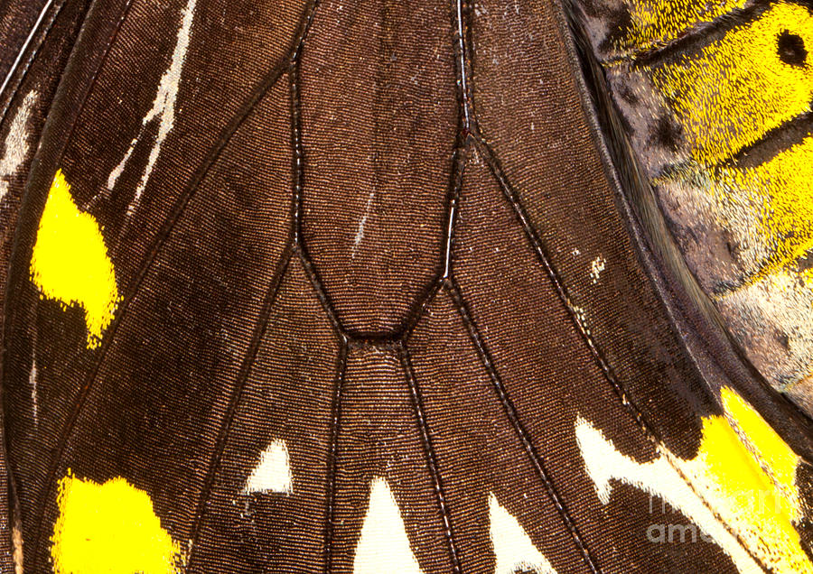 Butterfly Wing Closeup Photograph by Anthony Totah