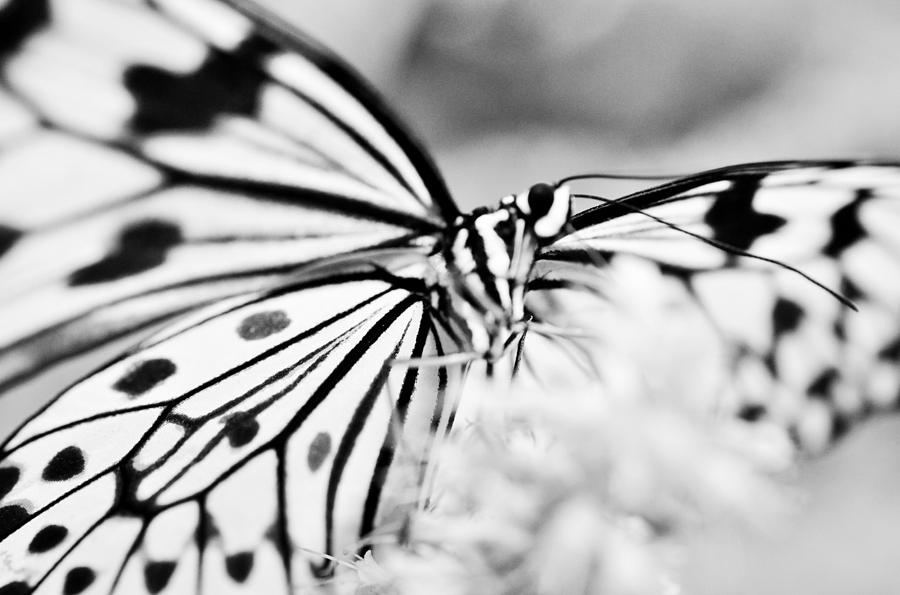 Black And White Photograph - Butterfly Wings 2 - Black And White by Marianna Mills