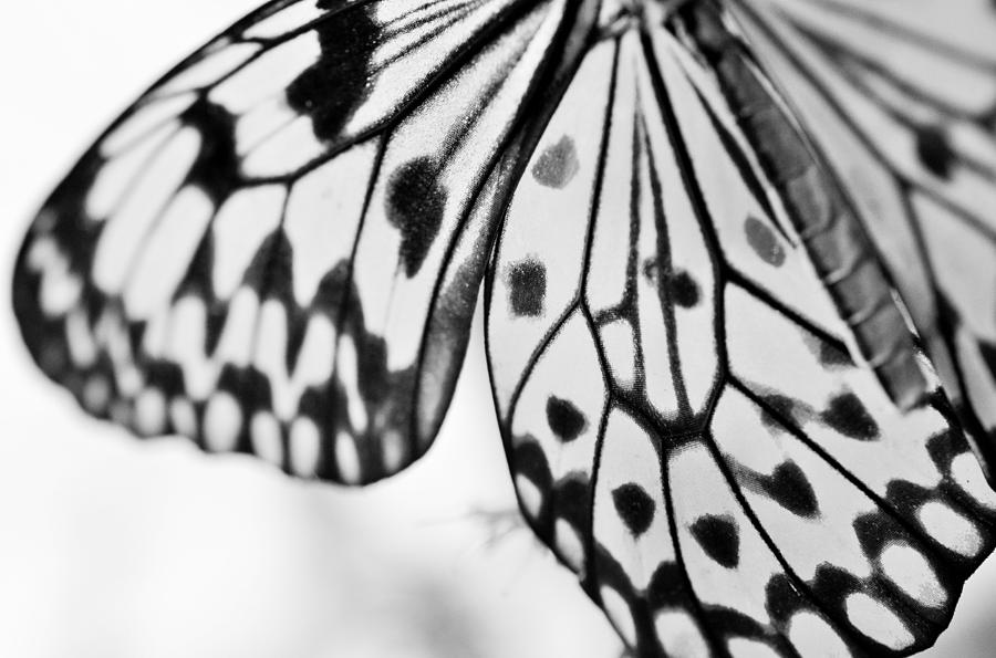 Butterfly Wings 3 - Black And White Photograph by Marianna Mills