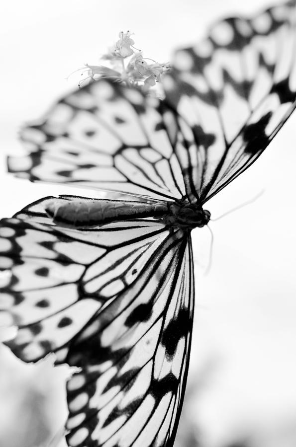 Butterfly Wings 4 - Black And White Photograph by Marianna Mills