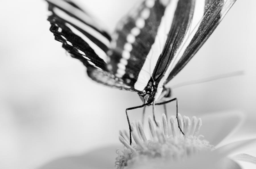 Butterfly Wings 5 - Black And White Photograph by Marianna Mills