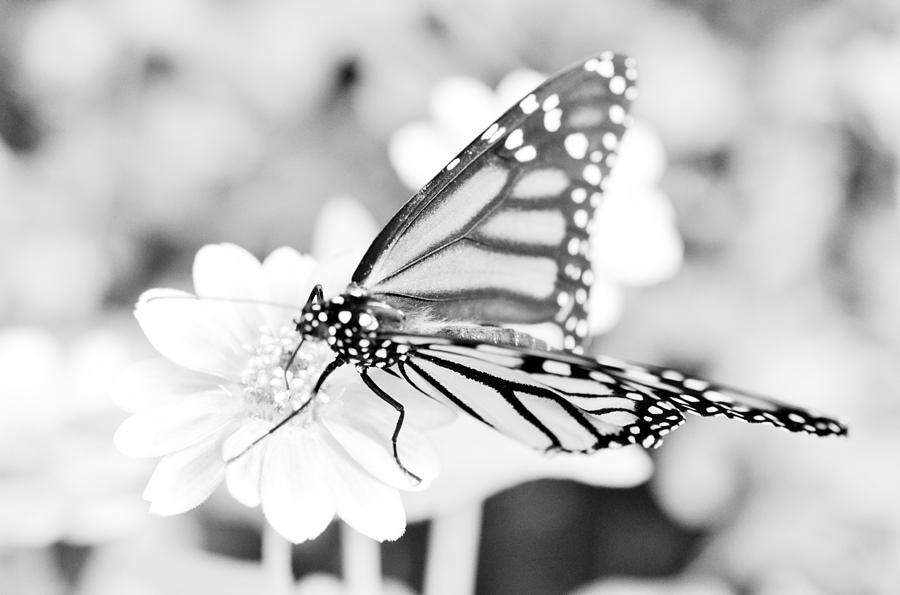 Butterfly Wings 6 - Black And White Photograph by Marianna Mills